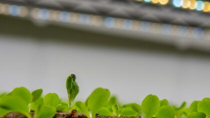 Vertikalūs ūkiai miestuose: kaip daugiaaukštės plantacijos gali pakeisti maisto auginimą
