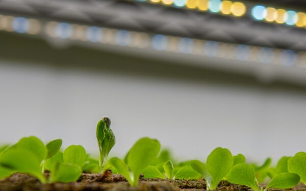 Vertikalūs ūkiai miestuose: kaip daugiaaukštės plantacijos gali pakeisti maisto auginimą